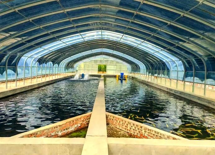 鐵力開水族店怎么樣？加盟祥龍魚場賣龍魚市場怎樣？ 鐵力開水族店怎么樣？加盟祥龍魚場賣龍魚市場怎樣？ 水族館百科（水族館加盟） 第5張