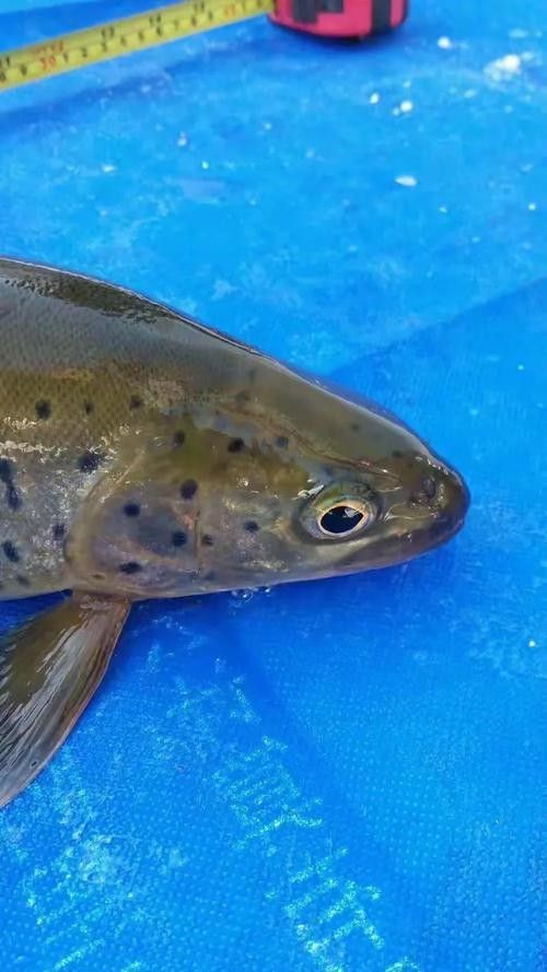 鐵力開水族店怎么樣？加盟祥龍魚場賣龍魚市場怎樣？ 鐵力開水族店怎么樣？加盟祥龍魚場賣龍魚市場怎樣？ 水族館百科（水族館加盟） 第2張