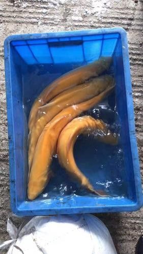 鐵力開水族店怎么樣？加盟祥龍魚場賣龍魚市場怎樣？ 鐵力開水族店怎么樣？加盟祥龍魚場賣龍魚市場怎樣？ 水族館百科（水族館加盟） 第3張