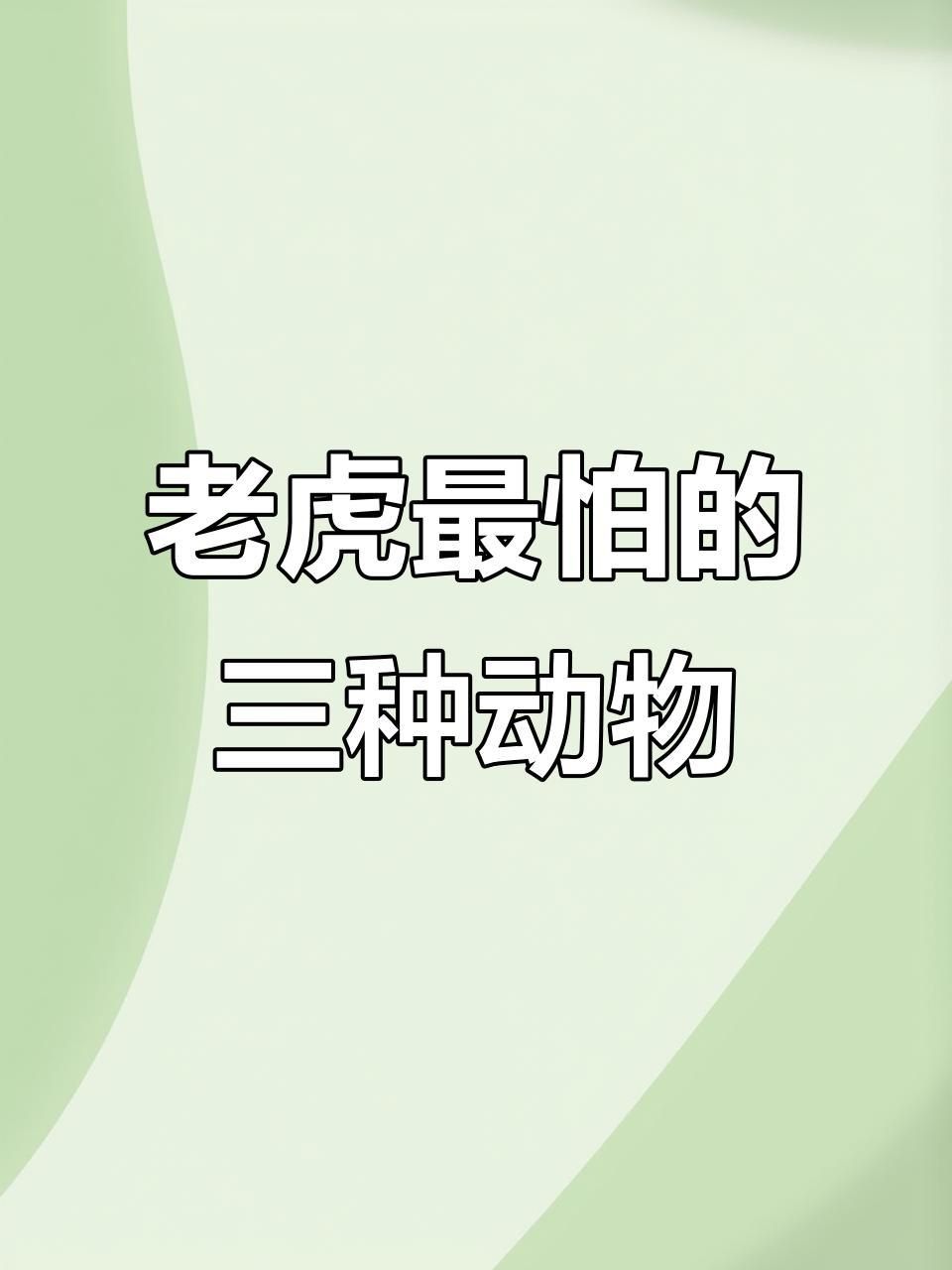 老虎的天敵 老虎的天敵 龍魚百科 第5張