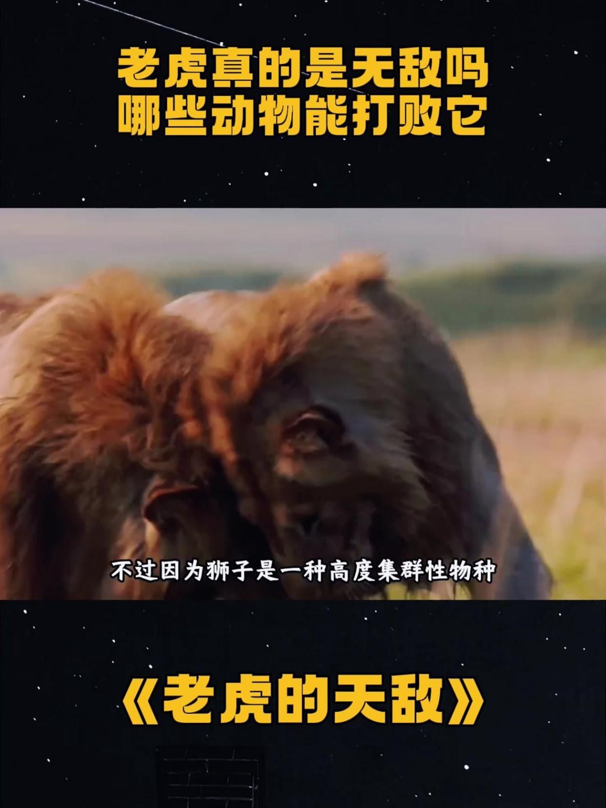 老虎的天敵 老虎的天敵 龍魚百科 第2張
