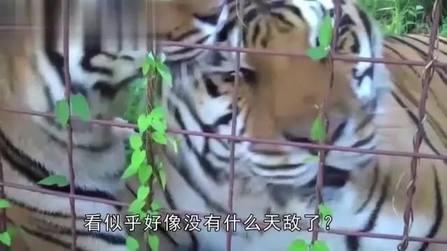 老虎的天敵 老虎的天敵 龍魚百科 第8張