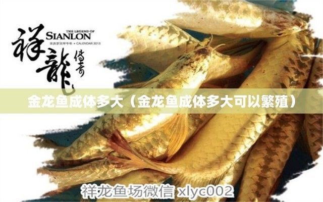 金龍魚(yú)成年能長(zhǎng)多大：關(guān)于金龍魚(yú)成年體長(zhǎng)的一些詳細(xì)信息 金龍魚(yú)成年能長(zhǎng)多大：關(guān)于金龍魚(yú)成年體長(zhǎng)的一些詳細(xì)信息 龍魚(yú)百科 第1張