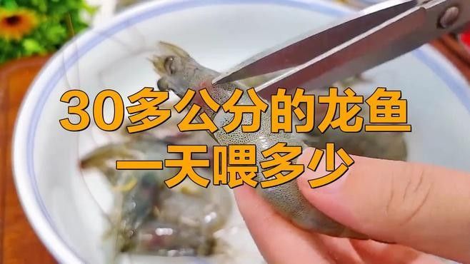 羅山開水族店怎么樣？加盟祥龍魚場賣龍魚市場怎樣？