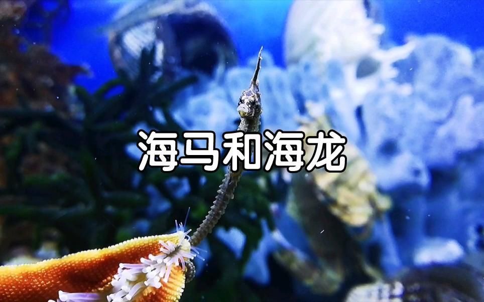 如何區分海龍與海馬? 龍魚百科 第4張 如何區分海龍與海馬? 如何區分海龍與海馬? 龍魚百科 第4張