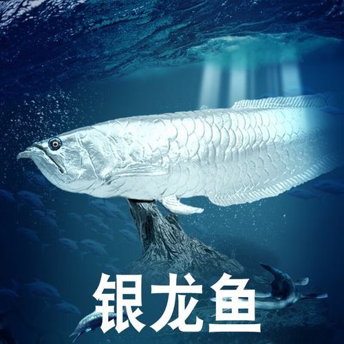金龍魚銀龍魚圖片欣賞 金龍魚銀龍魚圖片欣賞 龍魚百科 第22張