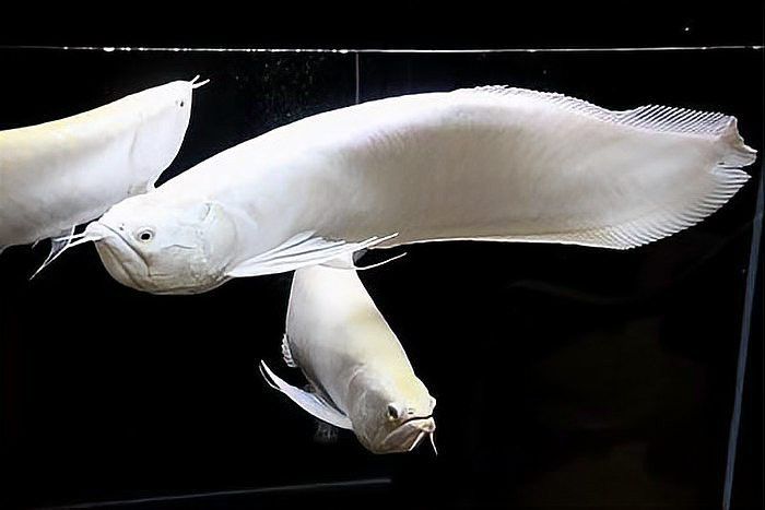 金龍魚銀龍魚圖片欣賞 金龍魚銀龍魚圖片欣賞 龍魚百科 第36張