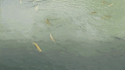 養(yǎng)龍魚用什么底色好，：養(yǎng)龍魚用什么底色好養(yǎng)龍魚用什么底色好 養(yǎng)龍魚用什么底色好，：養(yǎng)龍魚用什么底色好養(yǎng)龍魚用什么底色好 龍魚百科 第3張