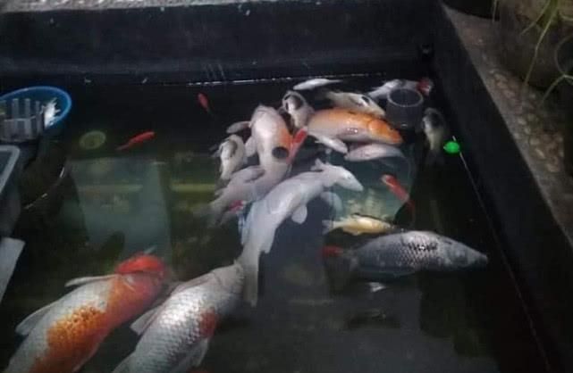 給大魚缸換水的作文:體驗給大魚缸換水的樂趣:體驗給大魚缸換水:給大魚缸換水的作文 龍魚缸多久加一次鹽:龍魚缸多久加一次鹽,加鹽的頻率需要根據(jù)實際情況決定 龍魚百科 龍魚缸多久加一次鹽:龍魚缸多久加一次鹽,加鹽的頻率需要根據(jù)實際情況決定 龍魚缸多久加一次鹽:龍魚缸多久加一次鹽,加鹽的頻率需要根據(jù)實際情況決定 龍魚百科