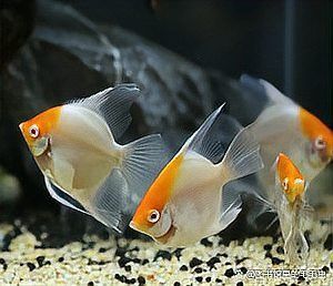 恐龍魚可以和燕魚混養嗎