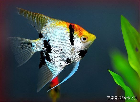 恐龍魚可以和燕魚混養嗎
