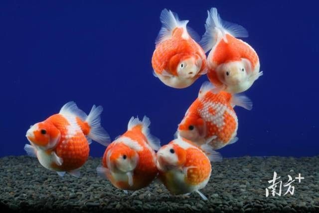 中方開水族店怎么樣？加盟祥龍魚場賣龍魚市場怎樣？ 中方開水族店怎么樣？加盟祥龍魚場賣龍魚市場怎樣？ 水族館百科（水族館加盟） 第7張