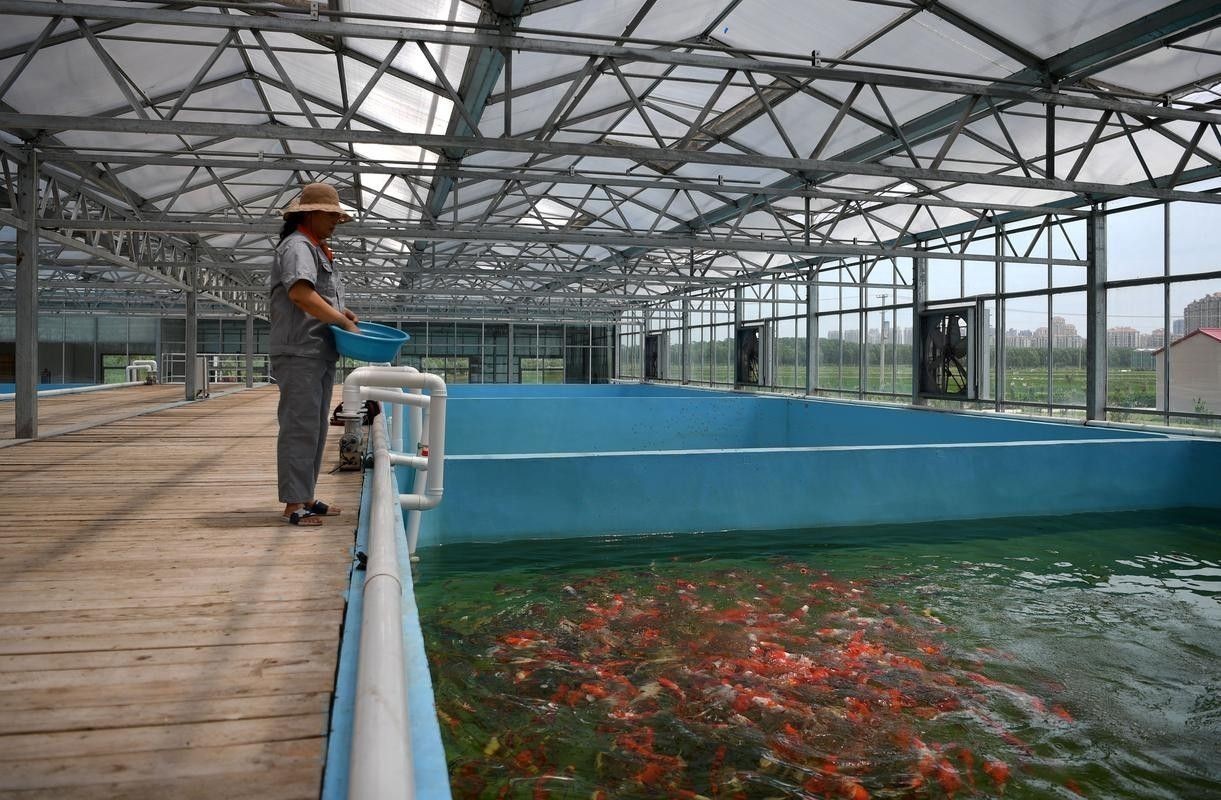 卓尼開水族店怎么樣?加盟祥龍魚場賣龍魚市場怎樣? 水族館百科(水族館加盟) 第3張 卓尼開水族店怎么樣?加盟祥龍魚場賣龍魚市場怎樣? 卓尼開水族店怎么樣?加盟祥龍魚場賣龍魚市場怎樣? 水族館百科(水族館加盟) 第3張