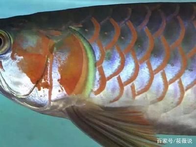 紅龍魚血統如何區分好壞(如何判斷紅龍魚血統的好壞) 龍魚百科 第6張 紅龍魚血統如何區分好壞(如何判斷紅龍魚血統的好壞) 紅龍魚血統如何區分好壞(如何判斷紅龍魚血統的好壞) 龍魚百科 第6張