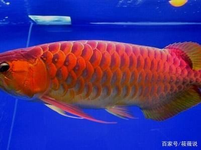 紅龍魚血統如何區分好壞(如何判斷紅龍魚血統的好壞) 龍魚百科 第5張 紅龍魚血統如何區分好壞(如何判斷紅龍魚血統的好壞) 紅龍魚血統如何區分好壞(如何判斷紅龍魚血統的好壞) 龍魚百科 第5張