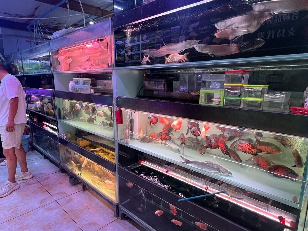 喀什開水族店怎么樣？加盟祥龍魚場賣龍魚市場怎樣？ 喀什開水族店怎么樣？加盟祥龍魚場賣龍魚市場怎樣？ 水族館百科（水族館加盟） 第4張