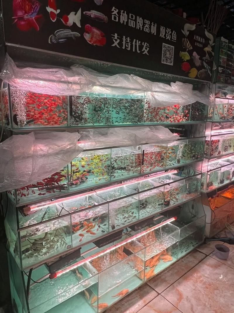 喀什開水族店怎么樣？加盟祥龍魚場賣龍魚市場怎樣？ 喀什開水族店怎么樣？加盟祥龍魚場賣龍魚市場怎樣？ 水族館百科（水族館加盟） 第5張