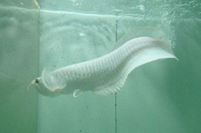 如何保存新鮮雪龍魚:保存新鮮雪龍魚的方法 龍魚百科 第6張 如何保存新鮮雪龍魚:保存新鮮雪龍魚的方法 如何保存新鮮雪龍魚:保存新鮮雪龍魚的方法 龍魚百科 第6張