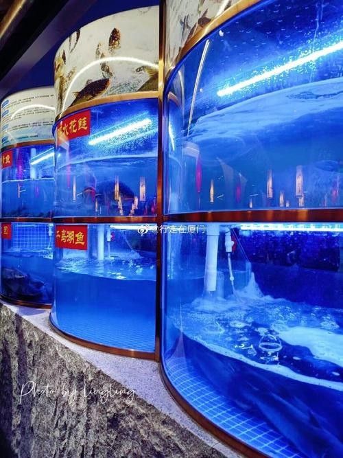 嘉禾開水族店怎么樣?加盟祥龍魚場賣龍魚市場怎樣? 水族館百科(水族館加盟) 第4張 嘉禾開水族店怎么樣?加盟祥龍魚場賣龍魚市場怎樣? 嘉禾開水族店怎么樣?加盟祥龍魚場賣龍魚市場怎樣? 水族館百科(水族館加盟) 第4張