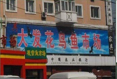 哈爾濱龍魚批發市場地址電話是多少 哈爾濱龍魚批發市場地址電話是多少 龍魚百科