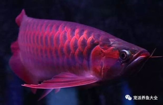 龍魚(yú)剛買(mǎi)為什么不能喂食：為什么剛買(mǎi)回來(lái)的龍魚(yú)不能立即喂食