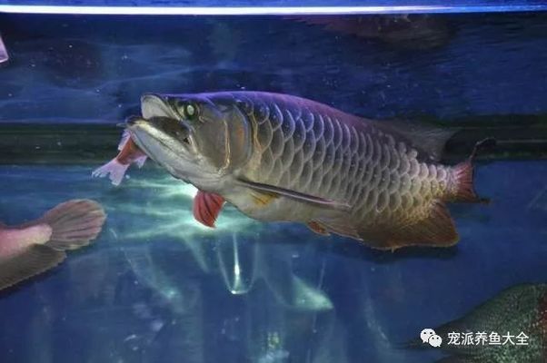 龍魚(yú)剛買(mǎi)為什么不能喂食：為什么剛買(mǎi)回來(lái)的龍魚(yú)不能立即喂食