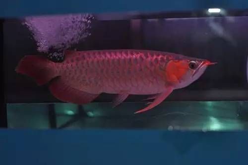 龍魚(yú)剛買(mǎi)為什么不能喂食：為什么剛買(mǎi)回來(lái)的龍魚(yú)不能立即喂食