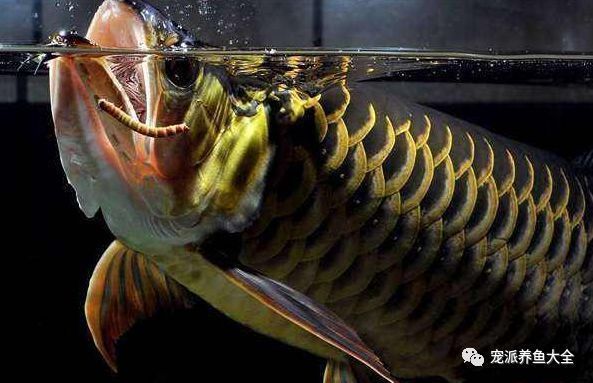 龍魚(yú)剛買(mǎi)為什么不能喂食：為什么剛買(mǎi)回來(lái)的龍魚(yú)不能立即喂食