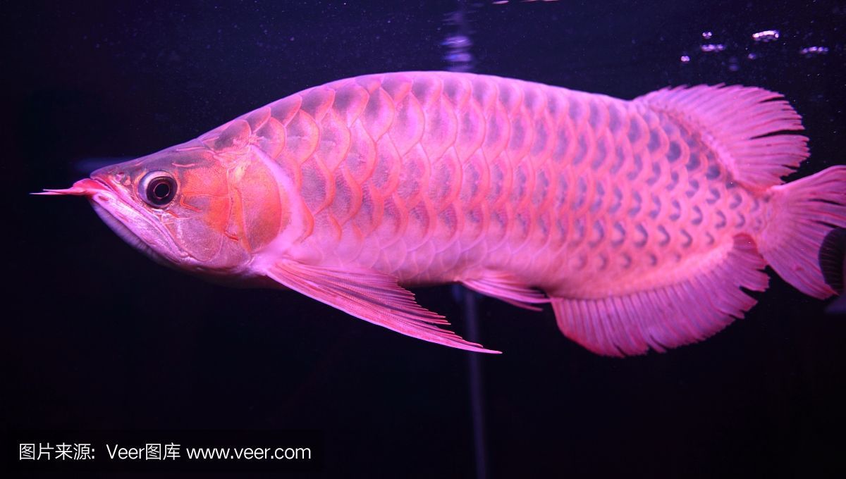 赤液龍魚（“赤液龍魚”的相關信息，如果您還有其他問題我愿意繼續提供幫助）