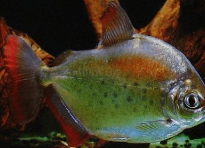 水族箱飼養(yǎng)血鰭銀板指南：如何在水族箱中飼養(yǎng)血鰭銀板魚
