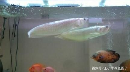 七彩銀龍魚和銀龍魚的區別(七彩銀龍魚和銀龍魚在外觀、飼養難度、市場價格趨勢分析) 龍魚百科 第4張 七彩銀龍魚和銀龍魚的區別(七彩銀龍魚和銀龍魚在外觀、飼養難度、市場價格趨勢分析) 七彩銀龍魚和銀龍魚的區別(七彩銀龍魚和銀龍魚在外觀、飼養難度、市場價格趨勢分析) 龍魚百科 第4張