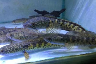 雷龍魚能撐死嗎（雷龍魚不會因為過量進食而死亡）