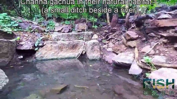 野外雷龍魚怎么抓到：野外捕捉雷龍魚的方法