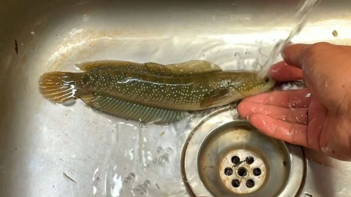 野外雷龍魚怎么抓到：野外捕捉雷龍魚的方法