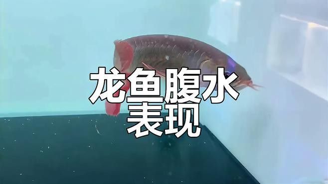 龍魚腹水癥狀有哪些？ 龍魚腹水癥狀有哪些？ 龍魚百科 第3張