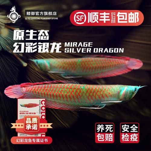 幻彩銀龍魚是什么 幻彩銀龍魚是什么 龍魚百科 第2張