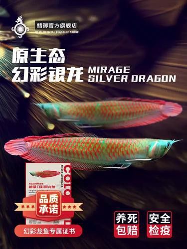 幻彩銀龍魚是什么 幻彩銀龍魚是什么 龍魚百科 第5張