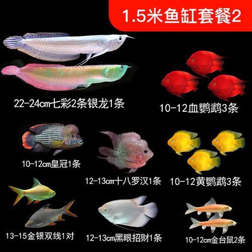 幻彩銀龍魚是什么 幻彩銀龍魚是什么 龍魚百科 第6張