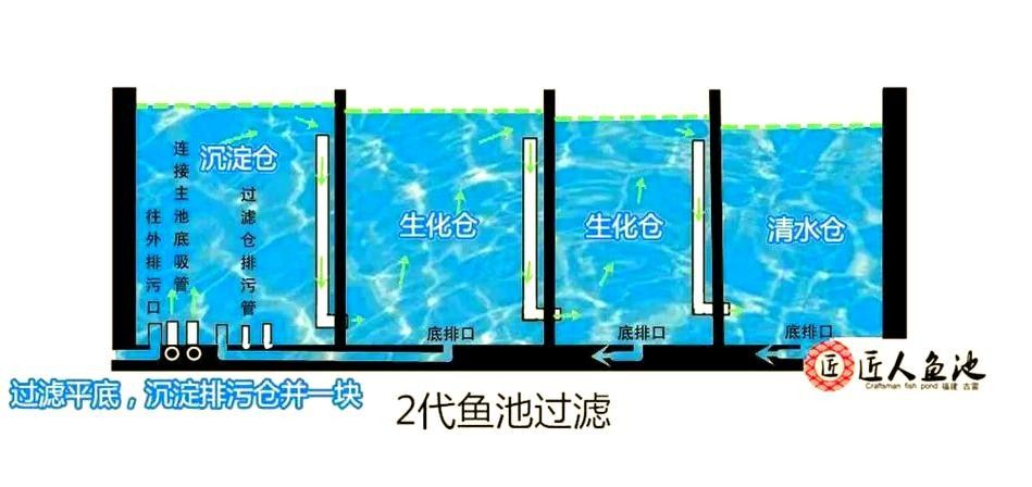 龍魚的正確飼養(yǎng)方法圖解