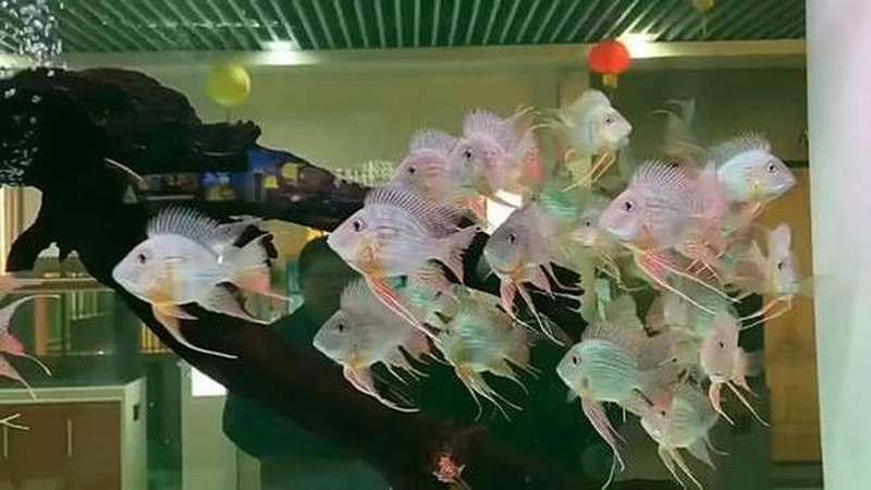 馬邊開水族店怎么樣？加盟祥龍魚場賣龍魚市場怎樣？
