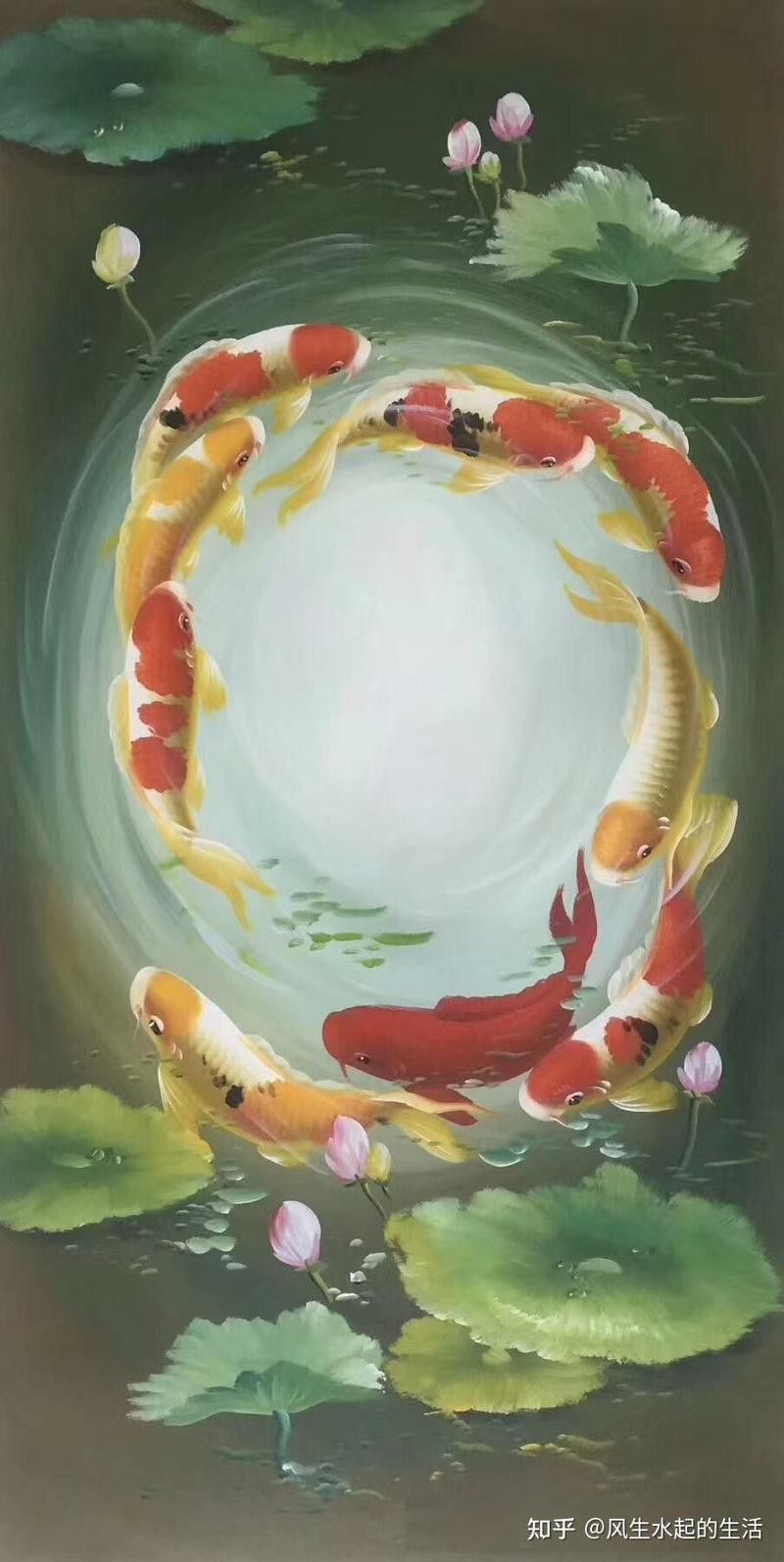紅福龍魚圖片 紅福龍魚圖片 龍魚百科 第19張