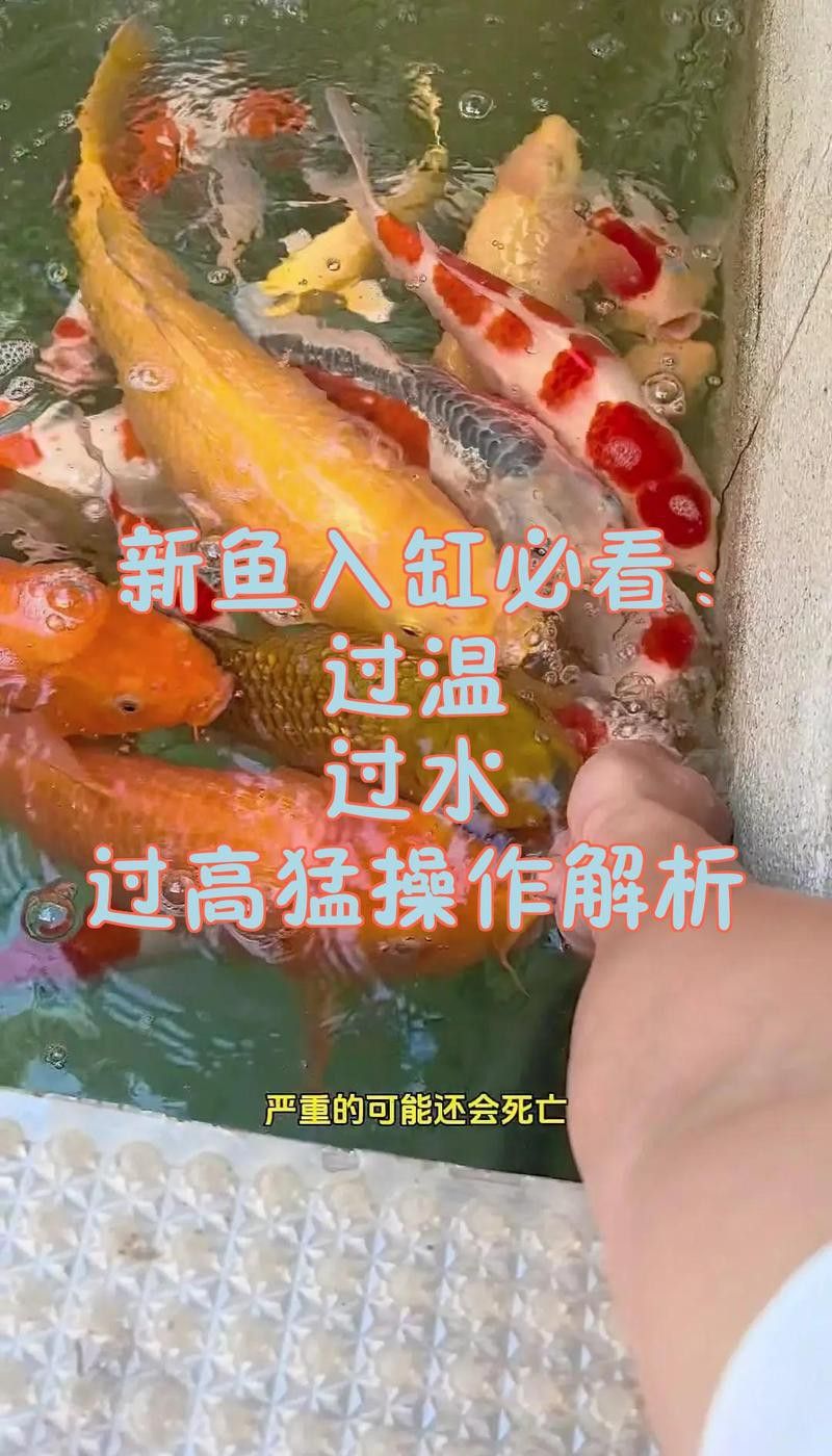 紅龍魚換水后需要過(guò)溫嗎？
