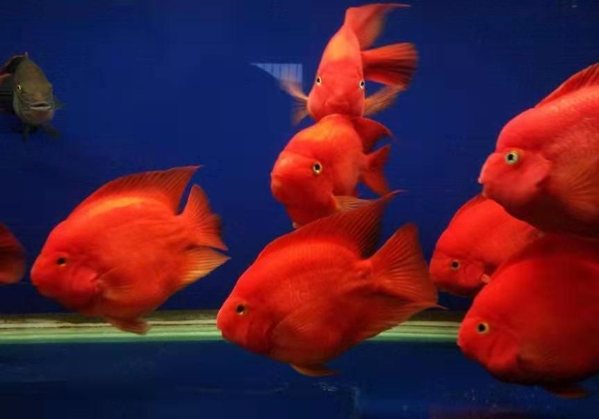 龍魚缸養什么魚好看：龍魚缸養護注意事項，龍魚與虎魚混養的注意事項