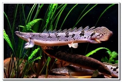 龍魚缸養什么魚好看：龍魚缸養護注意事項，龍魚與虎魚混養的注意事項