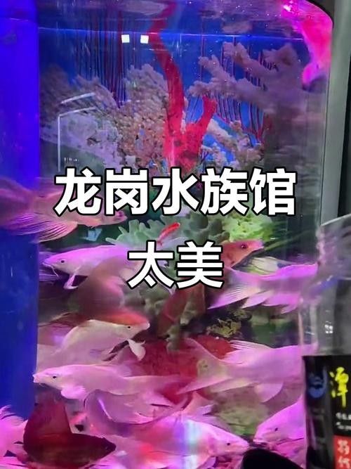龍崗開水族店怎么樣？加盟祥龍魚場賣龍魚市場怎樣？