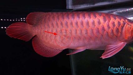 龍魚立起來怎么回事:龍魚突然立起來的原因及其背后的科學(xué)原理 龍魚百科 第3張 龍魚立起來怎么回事:龍魚突然立起來的原因及其背后的科學(xué)原理 龍魚立起來怎么回事:龍魚突然立起來的原因及其背后的科學(xué)原理 龍魚百科 第3張