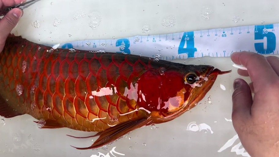 哪里可以找到《紅龍之眼》高清原圖？