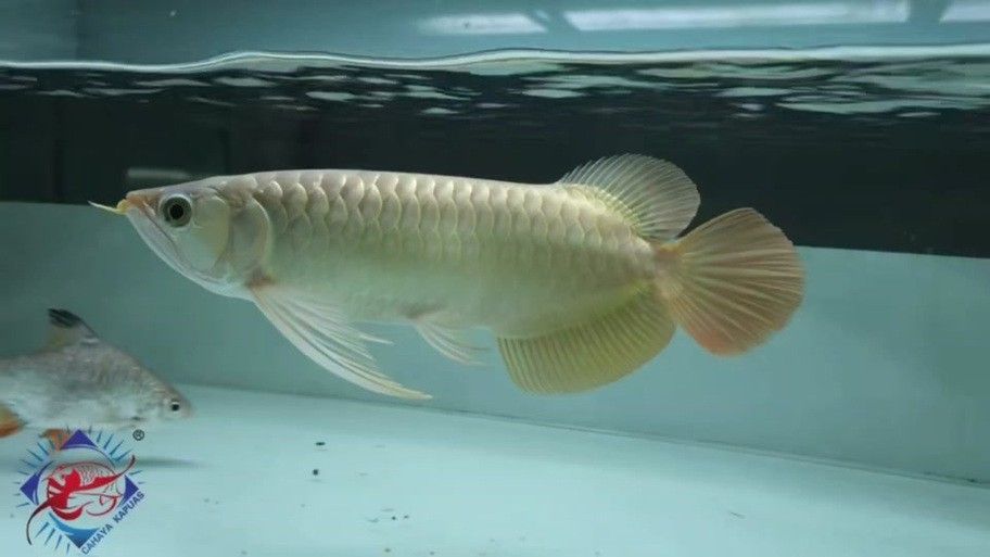 哪里可以找到《紅龍之眼》高清原圖？