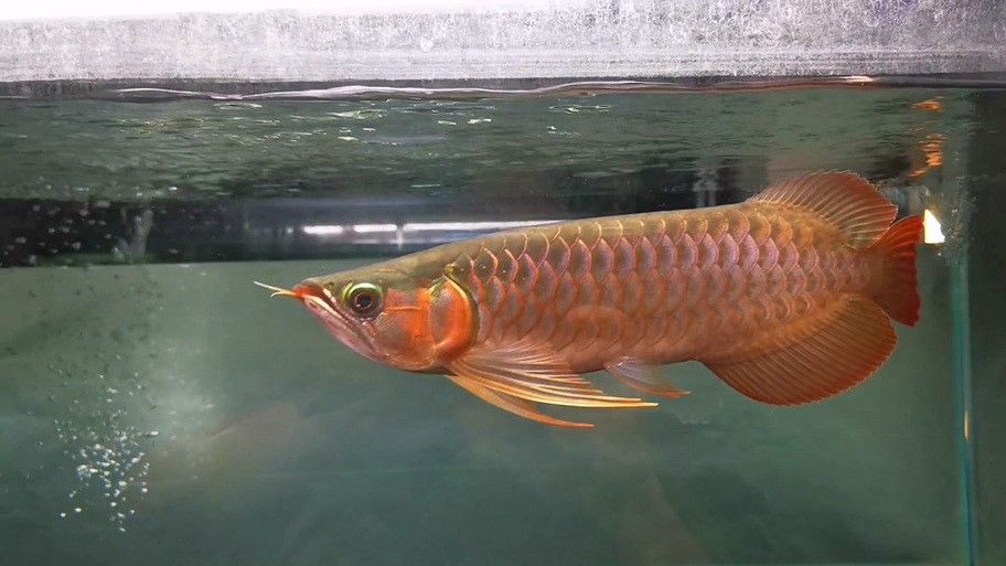 哪里可以找到《紅龍之眼》高清原圖？