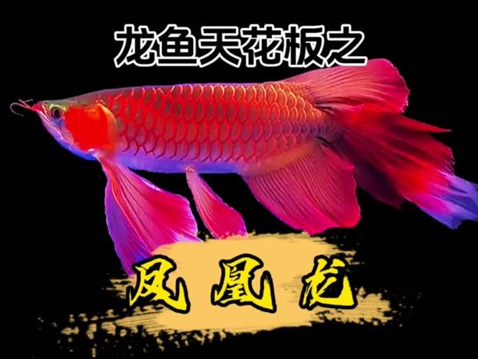 哪里可以找到《紅龍之眼》高清原圖？